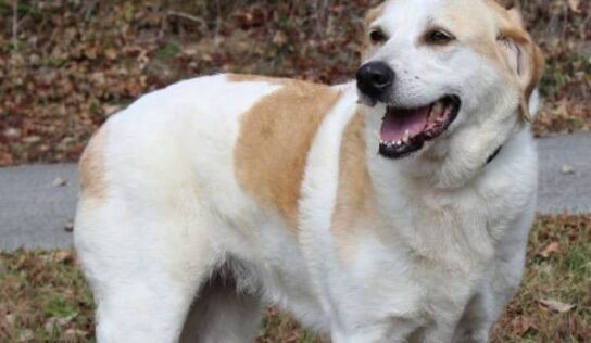 PAHS Pet of the Week: If you need a devoted companion, Sara is your Girl!