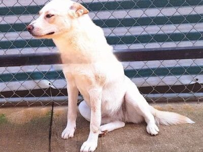 Humane Society of Elmore County, Pet of the week: Calliope