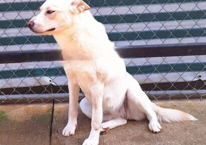 Humane Society of Elmore County, Pet of the week: Calliope