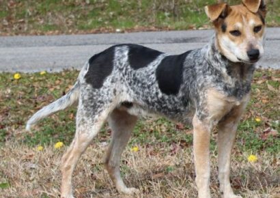 PAHS’ Featured Pet of the Week is Elvis! Loving guy, who plays well with others