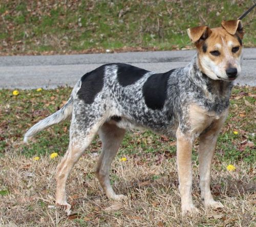 PAHS’ Featured Pet of the Week is Elvis! Loving guy, who plays well with others