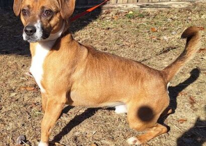 Kevin is the HSEC Pet of the Week! Loves tennis balls and playing fetch