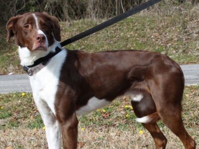 Meet a playful and active Kona! Adopt at Prattville Autauga Humane Society