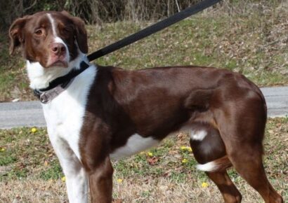 Meet a playful and active Kona! Adopt at Prattville Autauga Humane Society