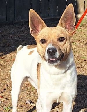 Kringle is the HSEC Pet of the Week! Laid back, friendly boy