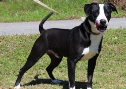 PAHS Pet of the week Sheldon has been waiting too long for a family to love