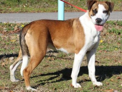 Addie is a young Boxer mix waiting at PAHS for a Forever Home
