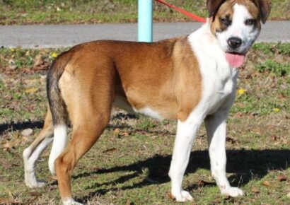 Addie is a young Boxer mix waiting at PAHS for a Forever Home