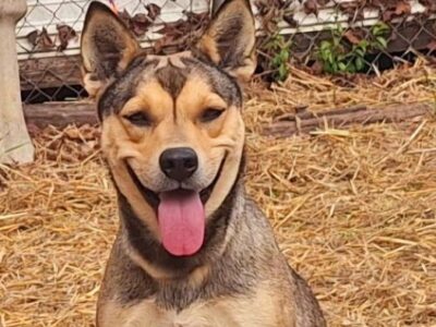 Sylvia can Smile! She is waiting for a home at HSEC and is the Pet of the Week