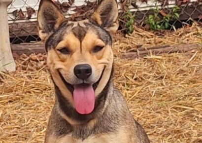Sylvia can Smile! She is waiting for a home at HSEC and is the Pet of the Week