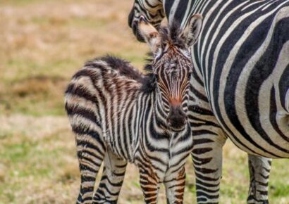 The Alabama Safari Park in Hope Hull welcomes Zebra foal