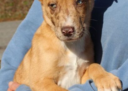  Handsome Jack is the PAHS Featured Pet of the Week