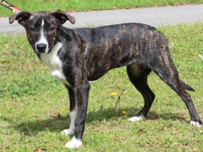 MJ has a great smile! She is the PAHS Pet of the Week