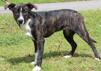 MJ has a great smile! She is the PAHS Pet of the Week