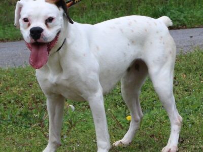 PAHS Pet of the Week is Sadie; she was returned after neighbor dog continually attacked her