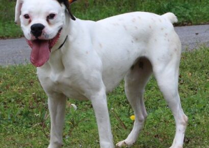 PAHS Pet of the Week is Sadie; she was returned after neighbor dog continually attacked her