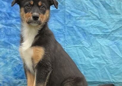 Zayda is looking for a family to love with Humane Society of Elmore County