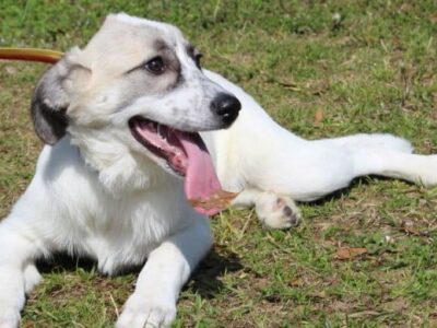 Meet calm and sweet Eve with Prattville Autauga Humane Society