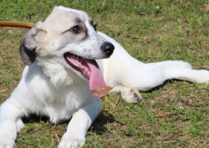 Meet calm and sweet Eve with Prattville Autauga Humane Society