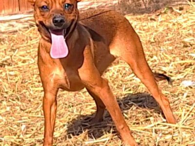  Coco is the HSEC Pet of the Week! Lots of energy in a small package