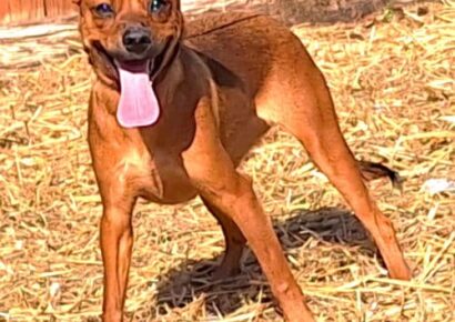  Coco is the HSEC Pet of the Week! Lots of energy in a small package