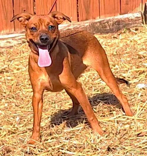 Coco is the HSEC Pet of the Week! Lots of energy in a small package