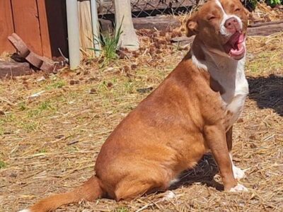 Reese is the HSEC Pet of the Week! Sweet, housetrained and loves tummy rubs