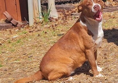 Reese is the HSEC Pet of the Week! Sweet, housetrained and loves tummy rubs