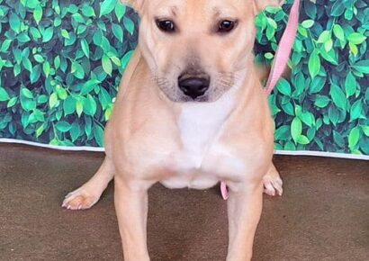 Bonnie is the featured Pet of the Week for HSEC