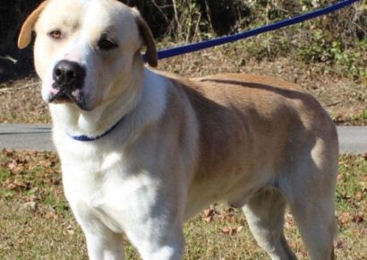 Meet Buster: A Big-Hearted Pup Looking for a Fresh Start