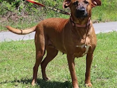 PAHS Pet of the Week: Dixie is a big girl, with bigger love to give!