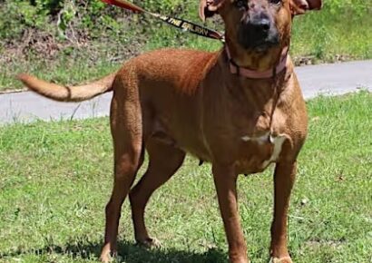 PAHS Pet of the Week: Dixie is a big girl, with bigger love to give!