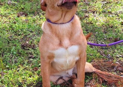Dory is waiting at HSEC for her new family; What a personality!