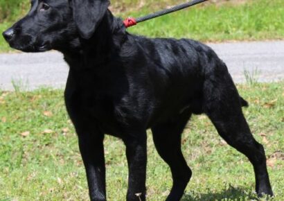 Coco is six months old, very active and loving! He is waiting at PAHS