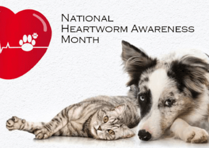 HSEC News: April is National Heartworm Awareness Month