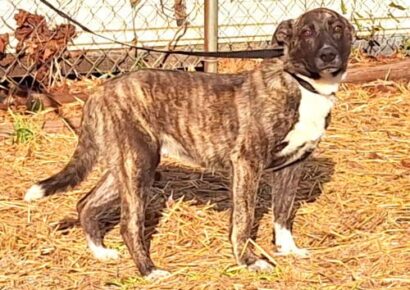 Cowboy is the HSEC Pet of the Week; Loves toys and tug of war