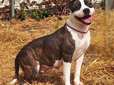 Sweet Olivia is the HSEC Pet of the Week!