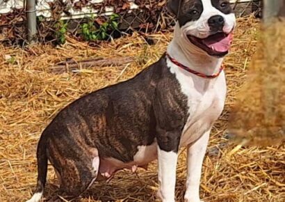 Sweet Olivia is the HSEC Pet of the Week!