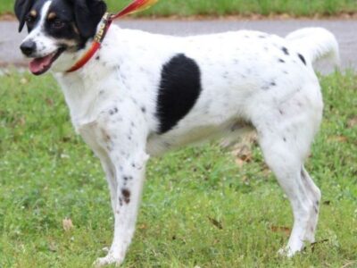 Dawn is the PAHS Pet of the Week! She loves plenty of attention