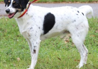 Dawn is the PAHS Pet of the Week! She loves plenty of attention