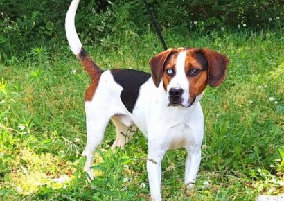 Meet Beauregard, HSEC Pet of the Week