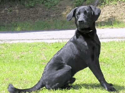 ‘Bo Knows’ he is handsome and will make a great new family member!