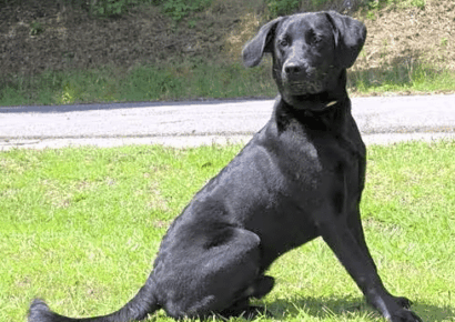 ‘Bo Knows’ he is handsome and will make a great new family member!