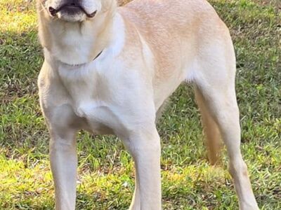 Beautiful Freya has been waiting 7 months at HSEC for a family