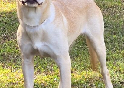 Beautiful Freya has been waiting 7 months at HSEC for a family