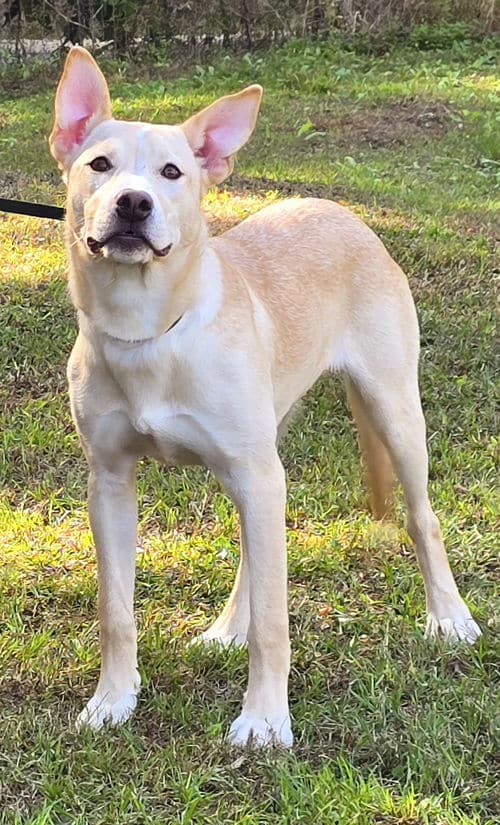 Beautiful Freya has been waiting 7 months at HSEC for a family