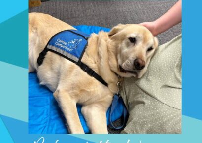 Butterfly Bridge: Meet Zurg, the Hero dog who brings calm in midst of chaos