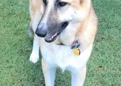 Katie is the PAHS Pet of the Week; Adoption fees increasing