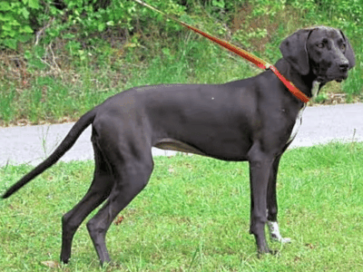 Meet Maeve, PAHS Pet of the Week