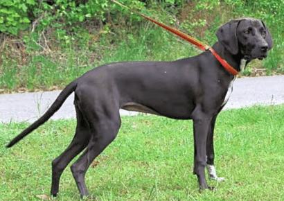 Meet Maeve, PAHS Pet of the Week